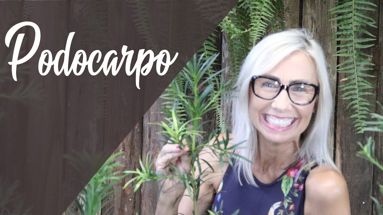 Planta Podocarpus como cuidar  | Flávia Kremer