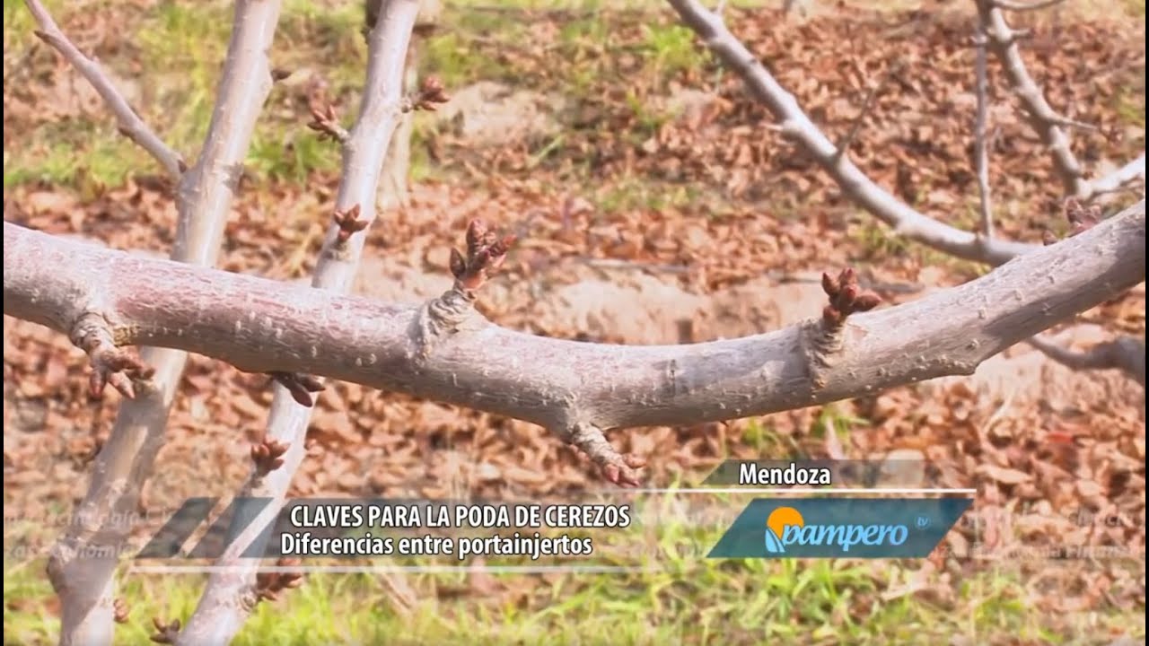 Claves para poda de cerezos