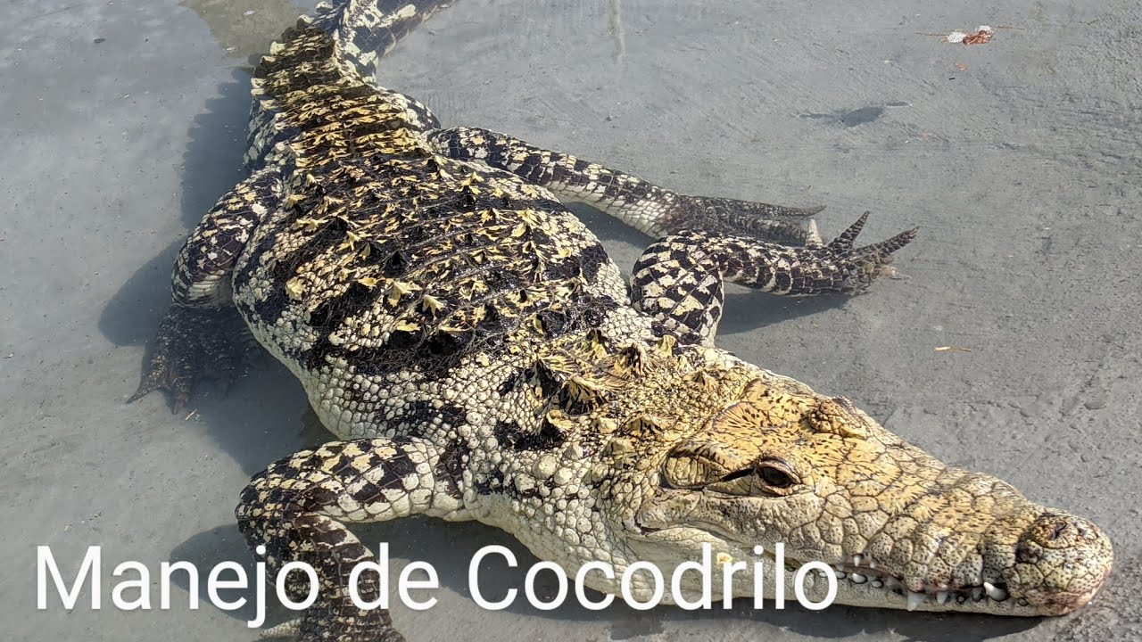 Como manejar un cocodrilo moreletii de más de 1 metro