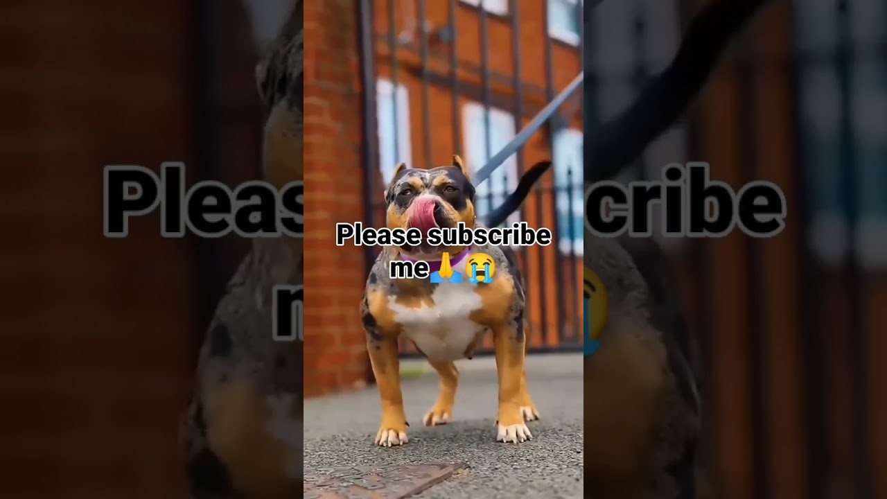 Must dangerous pitbull dog #short#virlvidio