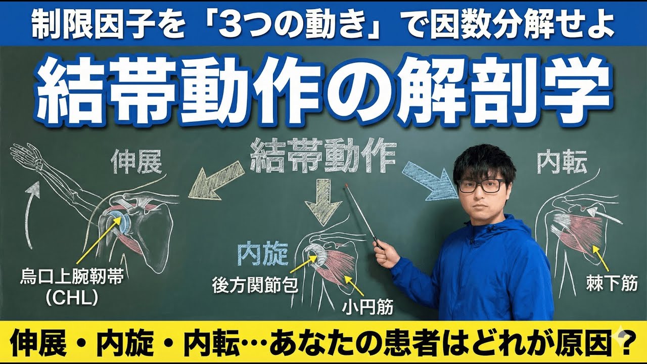 【結帯動作】リハビリの基礎。手が後ろに回らない原因を「解剖学」で徹底解説