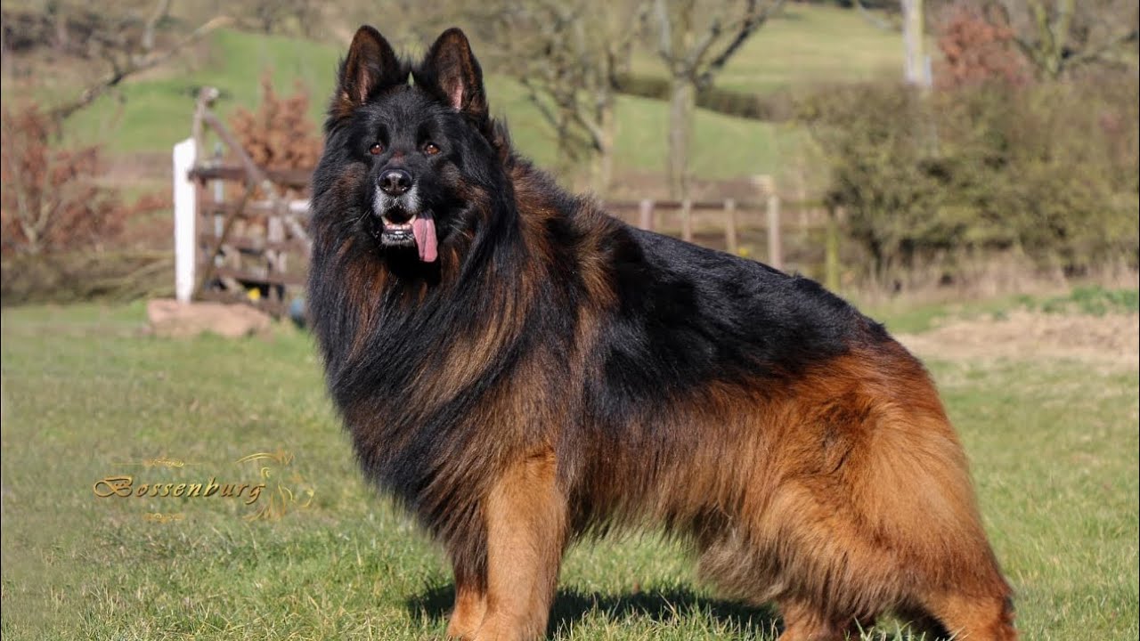 The king my long hair german shepherd dog &ldquo;Boss&rdquo;❤️🐾😘🧿