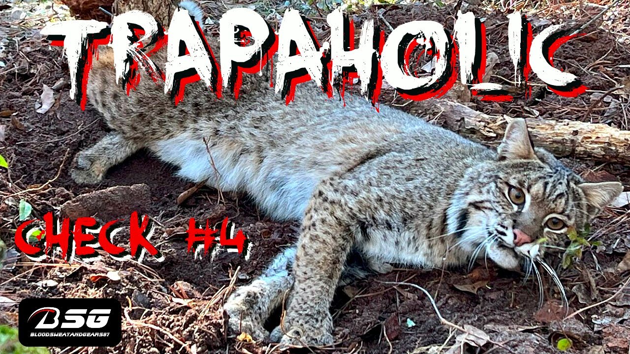 TRAPAHOLIC [CHECK #4] - 1st Bobcat of The Season!!! **MB-550 Toe Catch** #trapping #vlog