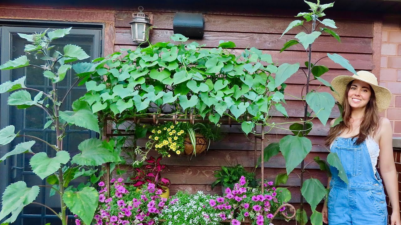 Growing Sunflowers in Containers | Balcony Gardening