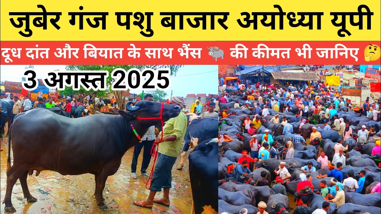 जुबैर गंज पशु बाजार अयोध्या यूपी। मकसूमगंज चौराहा। आज भैंस किस रेट में बिक रही थीं जानिए।🤔#baffalo 
