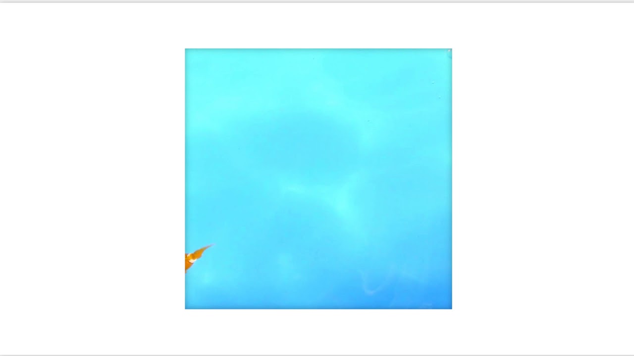 CYH - fish.