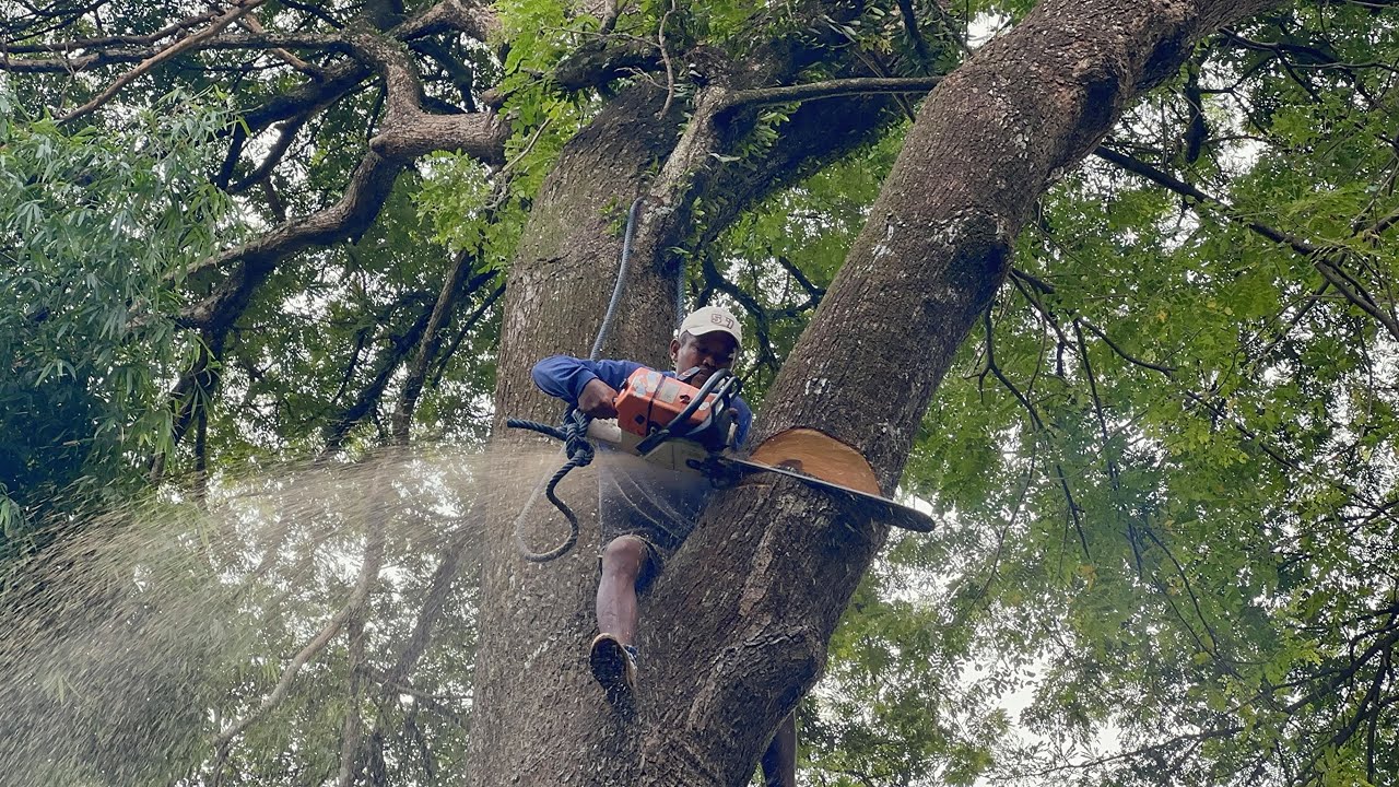 Amazing skills‼️ Cut down 2 trembesi trees, Husqvarna 3120xp.