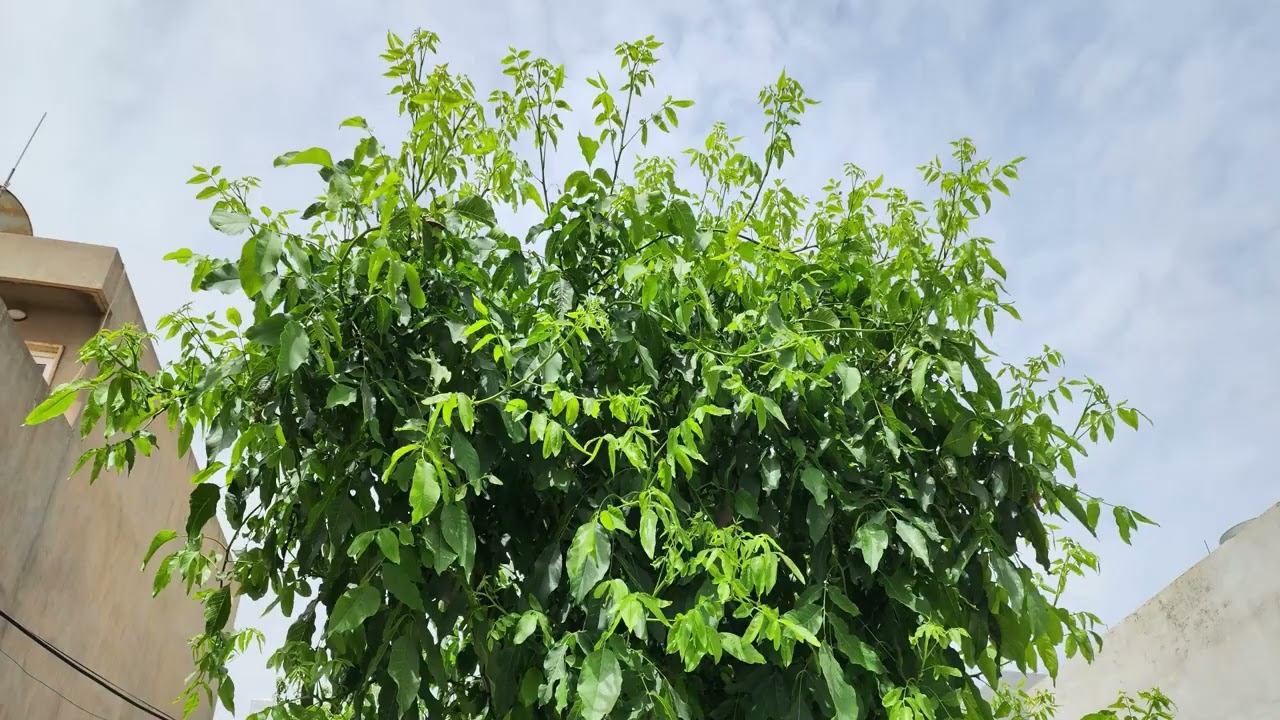 داری گوێز  لە ماوەی نۆ مانگ دا لە ٢٠٢٣/٤/١ تاکو ٢٠٢٣/١٢/٢٩