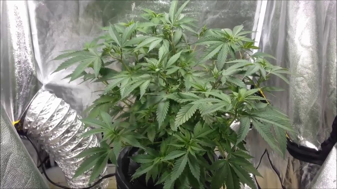 How to Scrog your plants