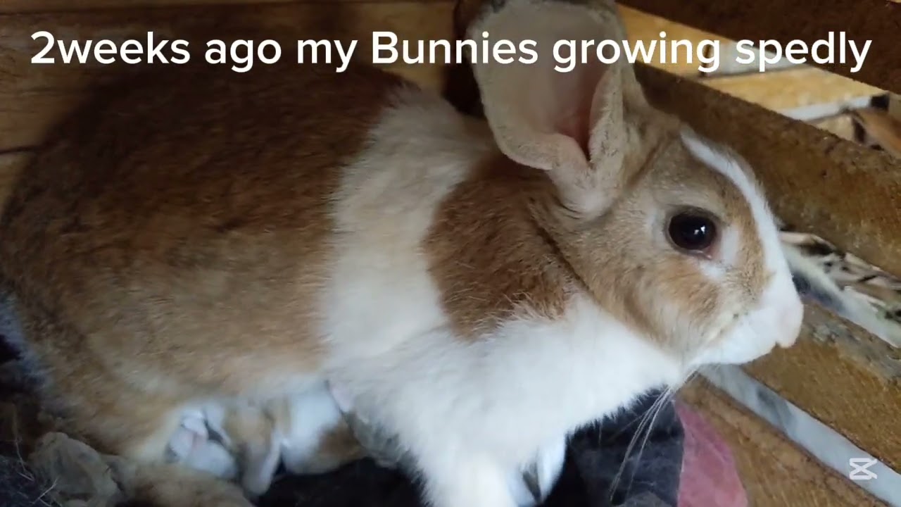 Hey my people from 🇺🇸🇮🇳🇲🇦🇧🇷🇺🇬🇰🇪🇧🇮 seeing  my old Rabbits in my farm how can feeding their bunnies 🍼🐇