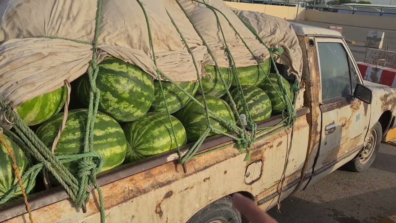 أسعار الحبحب الجح البطيخ بساجر بالسوق الموسمي