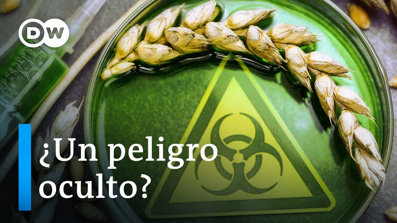 Argentina y el trigo transgénico: ¿el pan nuestro de cada día?