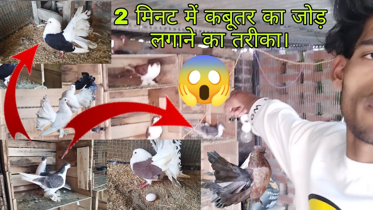 2 minut Mein 😱kabutar Ka Joda Kaise🐣 lagaen #allpigeon #princepigeon #pigeon