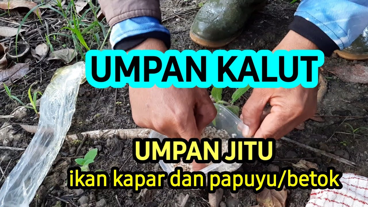Umpan yang di sukai ikan kapar dan ikan papuyu/ikan betok