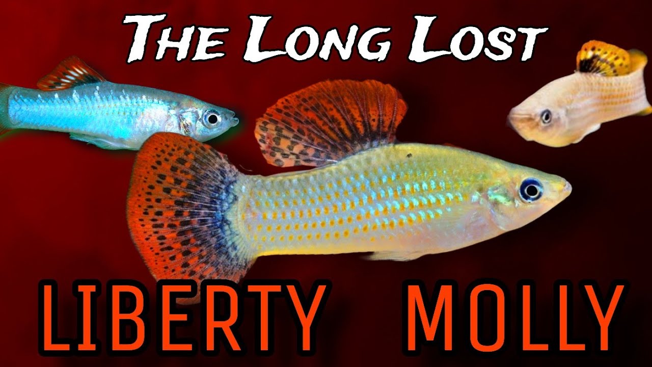 America's Lost Livebearer. The Liberty Molly: Care Guide & History of Poecilia salvitoris #Fishtory