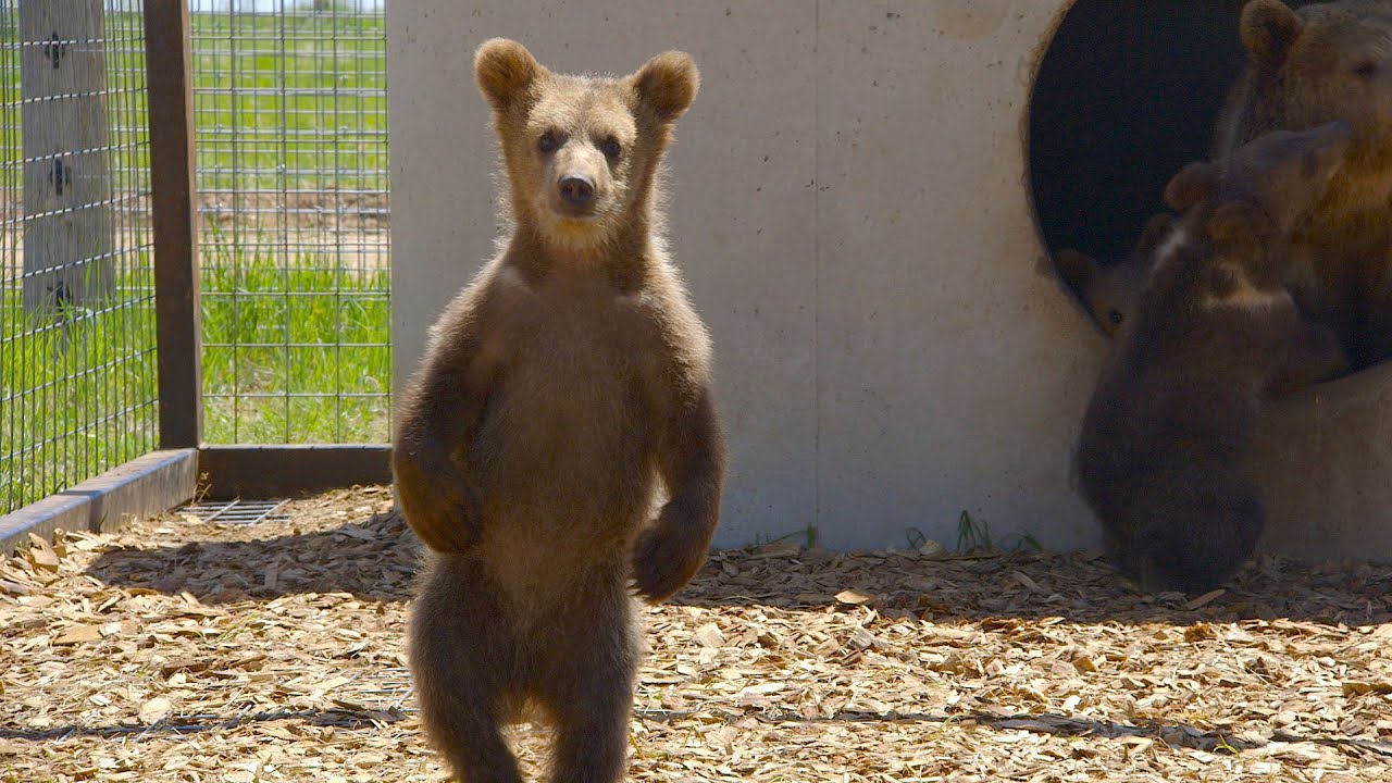 A Sanctuary for Lions, Tigers and Bears (Oh, My!)