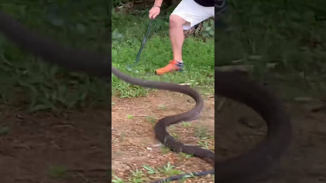 Is this the biggest Black Mamba ever?