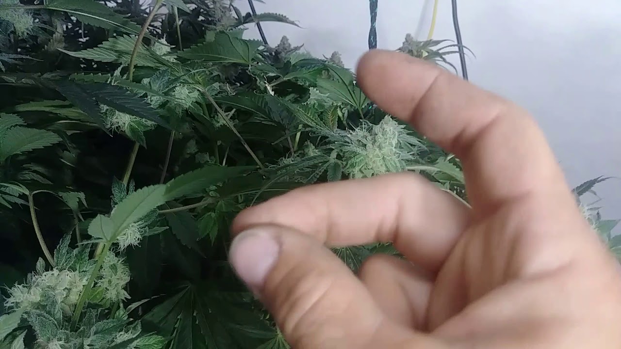 Aeroponic Tower Garden Cannabis grow 2018