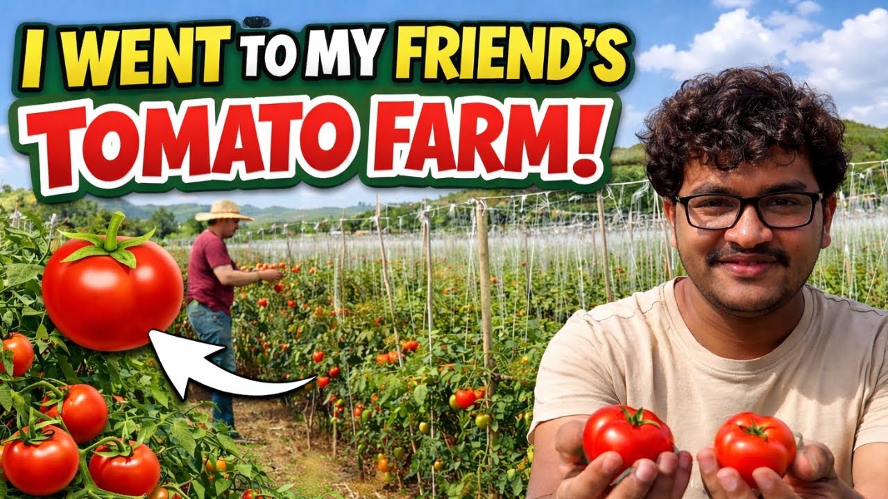 I went to my friend's Tomato Farm | Dost ka tomato Farm #farm #village #fresh #greenery