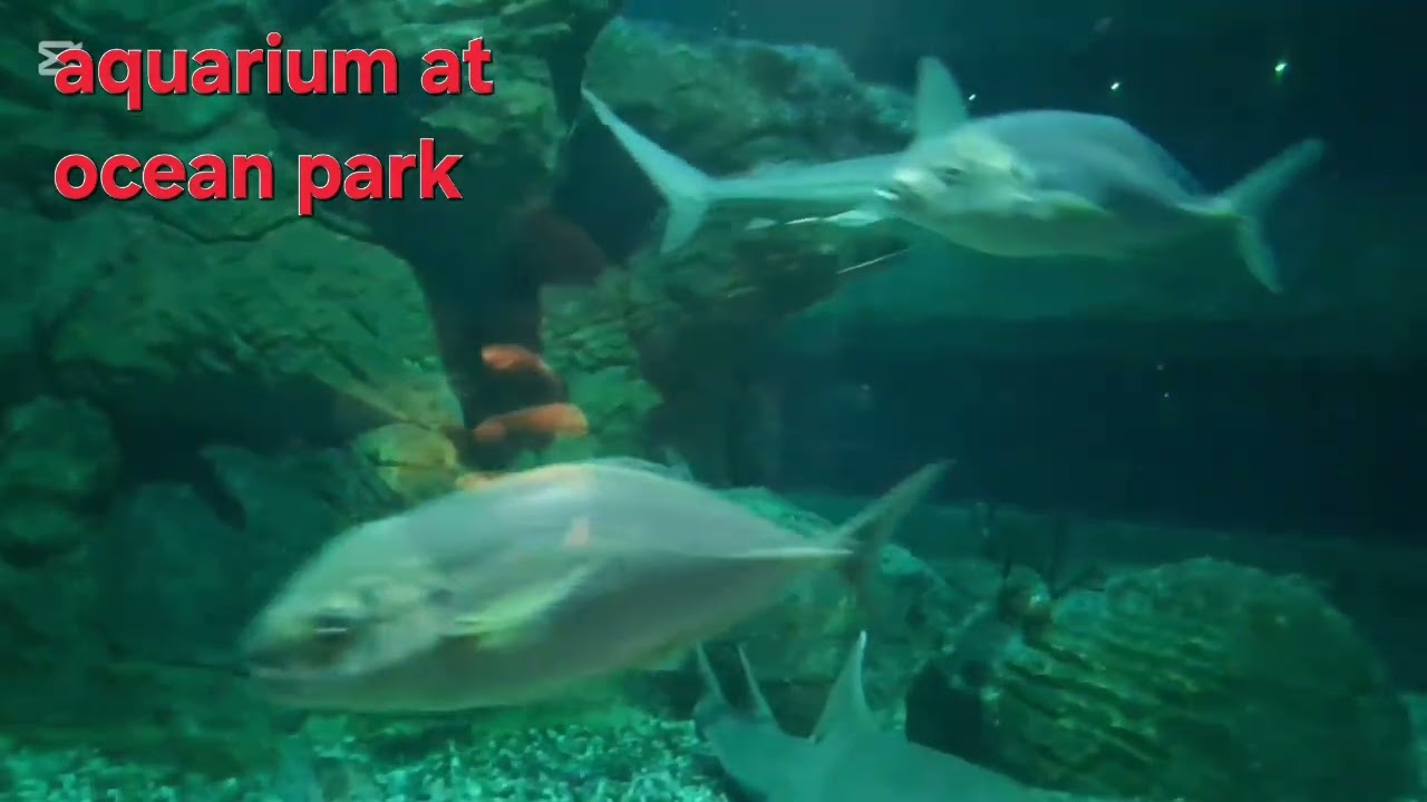 EP 2, Shark (mystique) & stingray in an  aquarium tank, (ocean park hk)