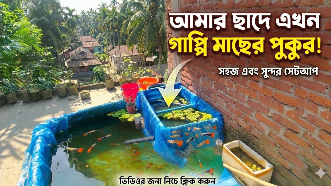 গাপ্পি মাছের ১থেকে প্রায় ১৫০ দিনে কেমন হয়😍