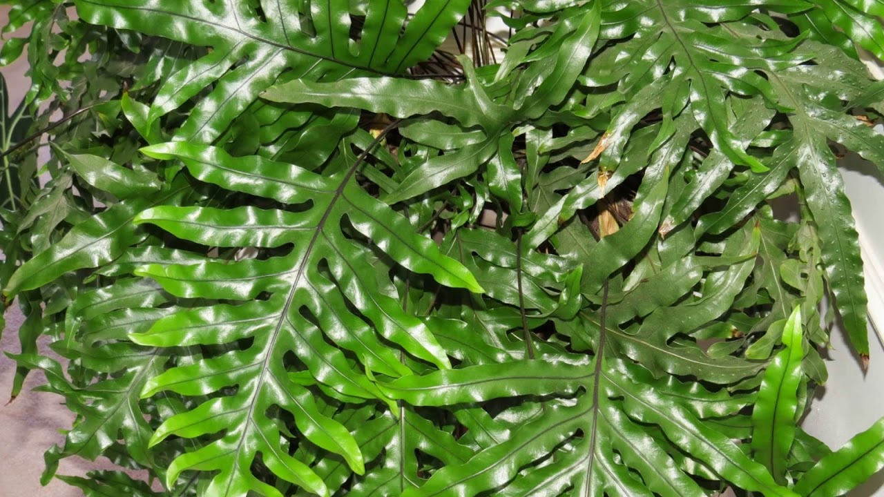 Ferns @ Pot Plant Heaven Perth