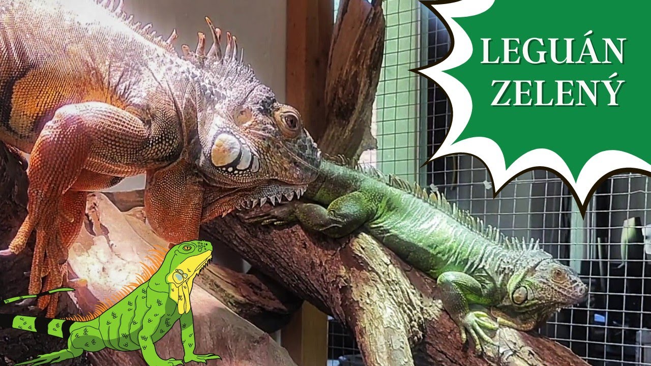 Leguán zelený (Iguana Iguana): AW 