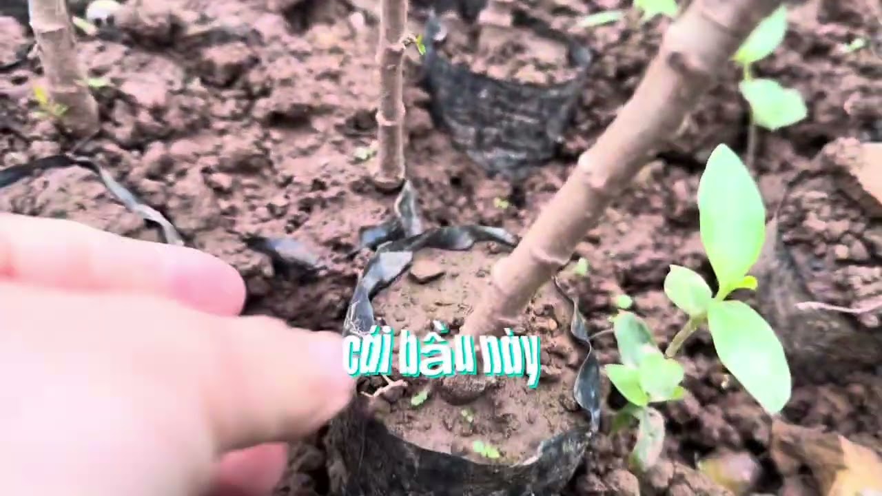 Kỹ thuật chọn táo giống hiệu quả #tao #taoxuan #phanbon #reels  #shortsvideo #lysonbacgiang