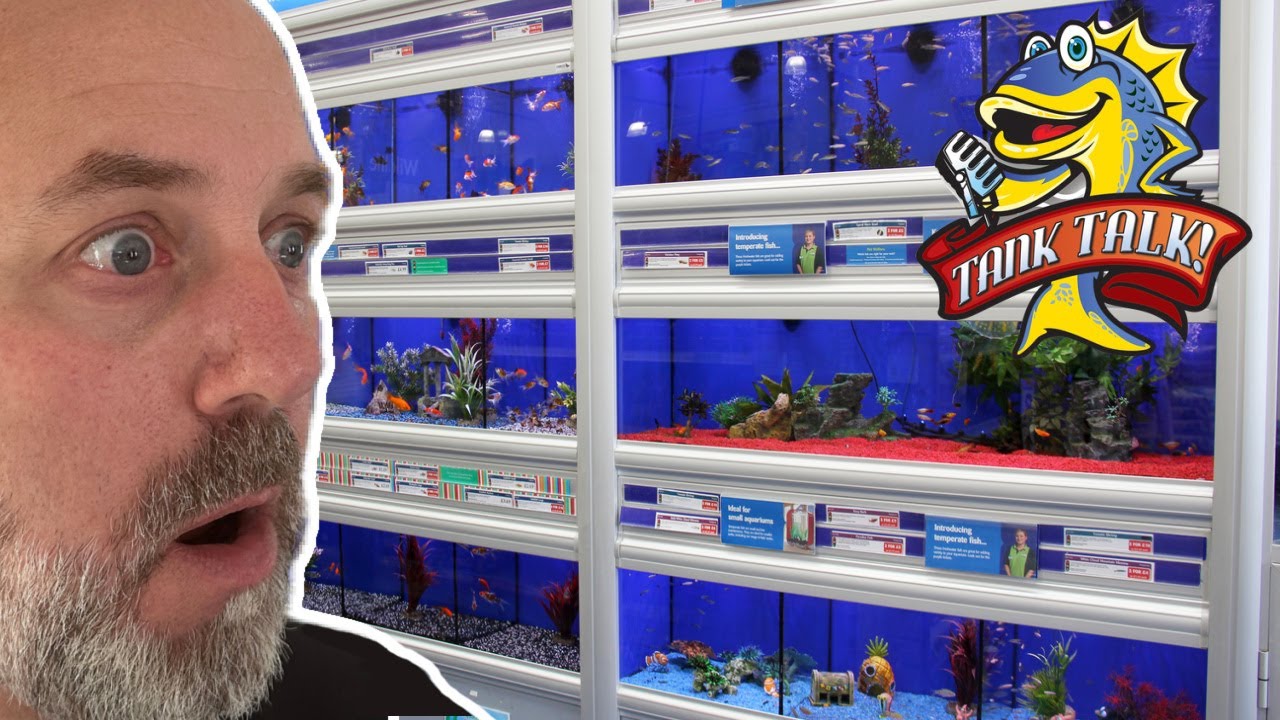 Finding The Right Fish Store And Some DRAMA! Tank Talk Episode 12