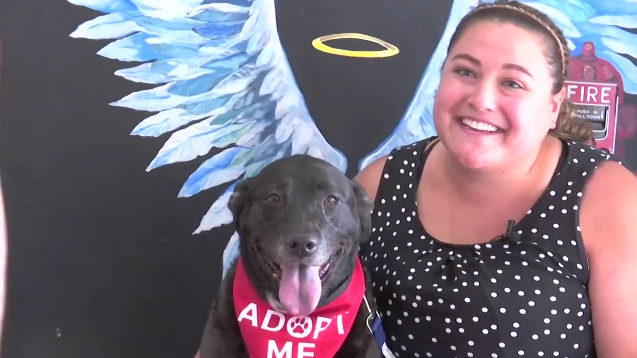 NHA Doggie Dates & Rover Nights
