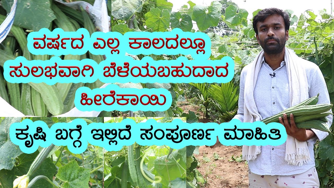 Ridge Gourd Cultivation Guide | Vijay Karnataka