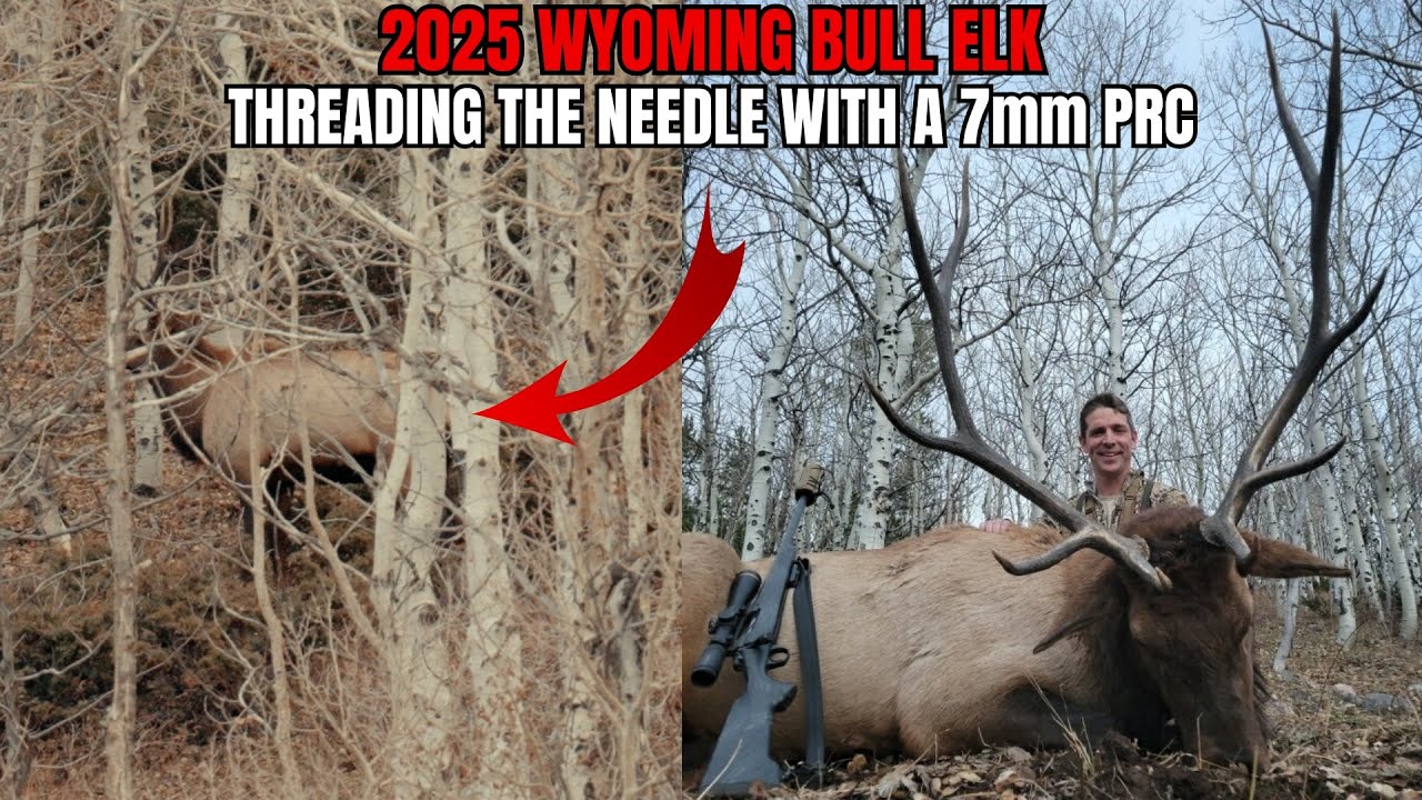 7-мм охота на лосей PRC | R&K Hunting Company, Вайоминг, охота на лосей