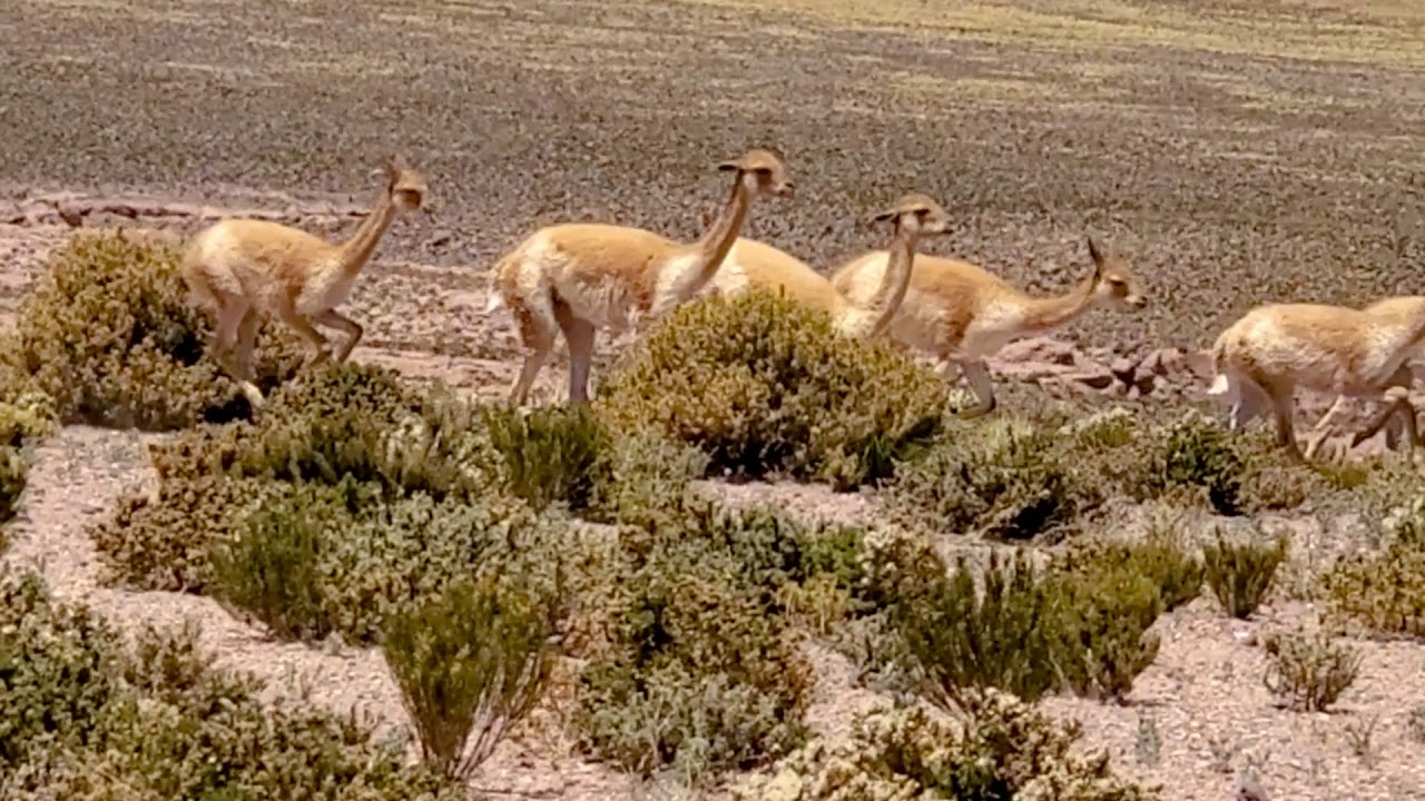 Picnic in the desert - Andes Nomads - Desert Camp & Lodge