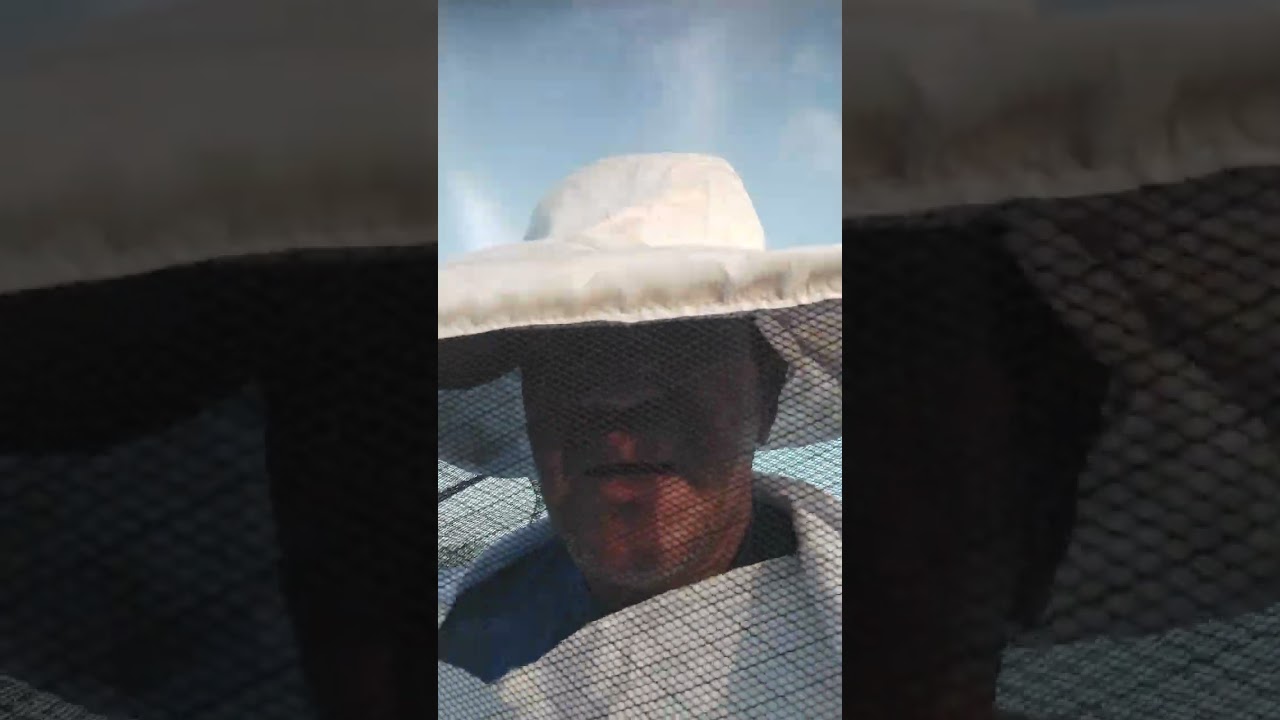 3 abelha 🐝🐝🐝 de uma vez só 