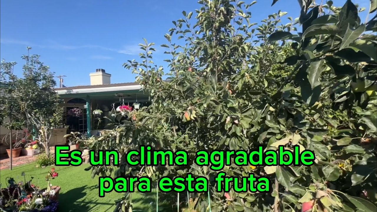 Tour por mi huerto de árboles frutales, verano 2024.