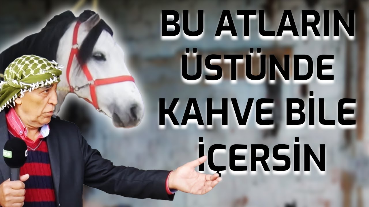 GÖNÜLDEN BAĞLI BİR SEVDA RAHVAN ATÇILIĞI | RAHVAN ATLARI