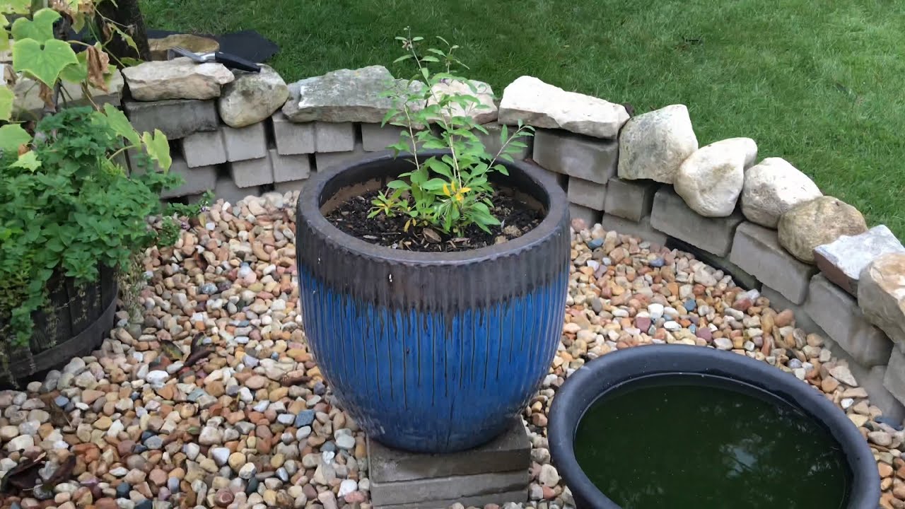 Growing Goji Berries in Container for the First Time (1 of 3) - 1st Year