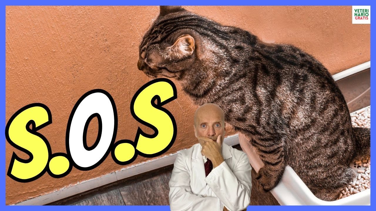 🔴 ¿PORQUE MI GATO NO PUEDE ORINAR? ¿QUÉ HACER ? 🔴