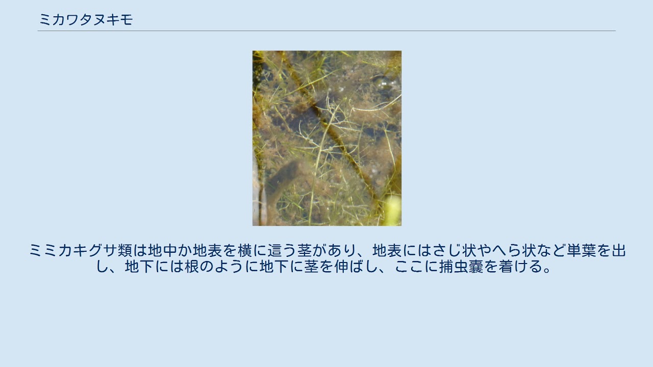 ミカワタヌキモ