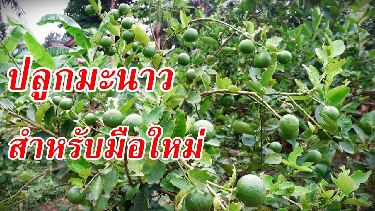 การปลูกมะนาวกินเองสำหรับมือใหม่ #สวนผักหลังบ้าน