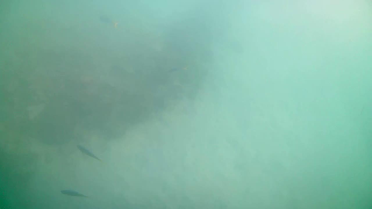 Underwater Cam - Green Island - Great Barrier Reef