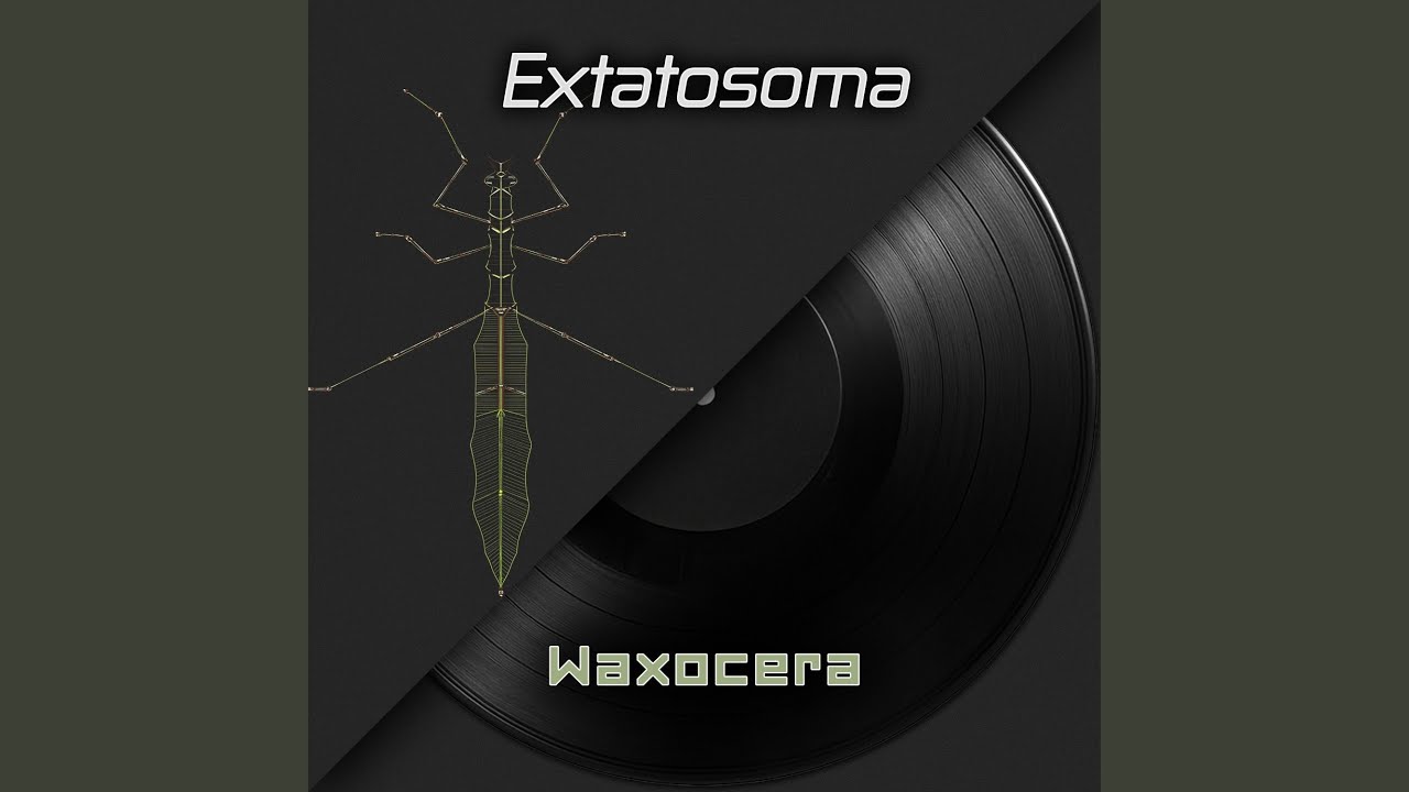 Extatosoma (Spiny Leaf Insects)