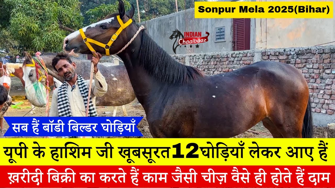 हाशिम जी की 12 घोड़ियाँ ख़रीदी बिक्री का करते हैं काम जैसी चीज़ वैसे ही होते हैं दाम #SonpurMela2025