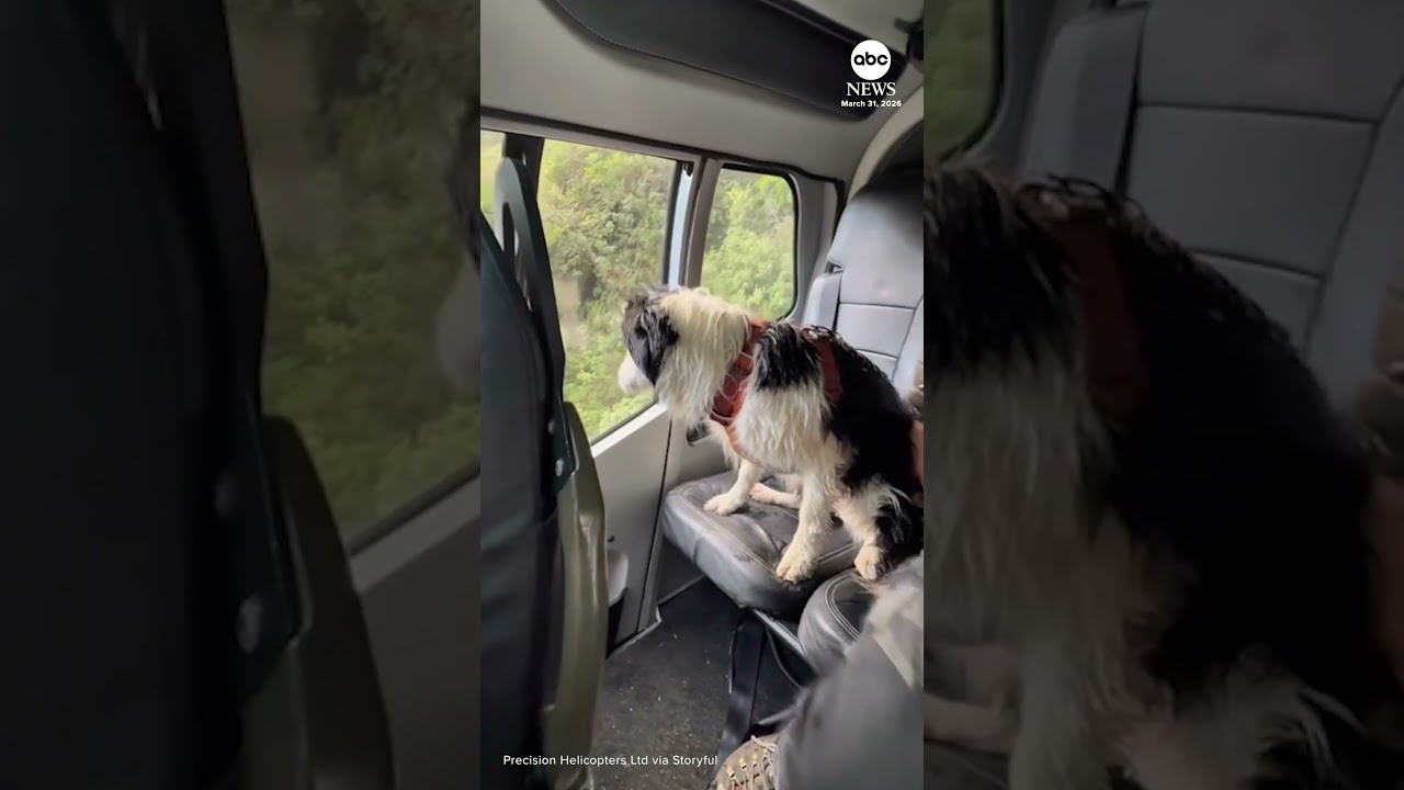 Dog found a week after owner survives 180-foot fall at remote waterfall