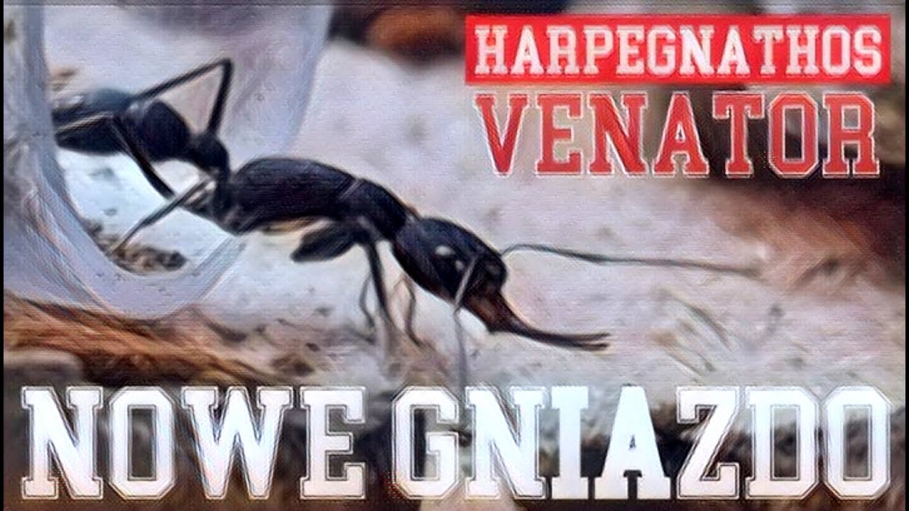 🐜 Harpegnathos venator - Nowe Gniazdo