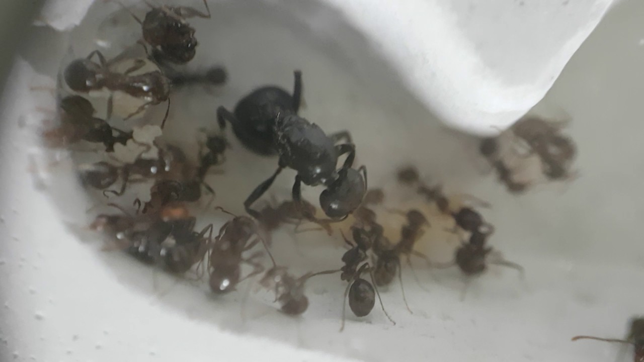 Messor Barbarus harvester ants - The queen feeding.
