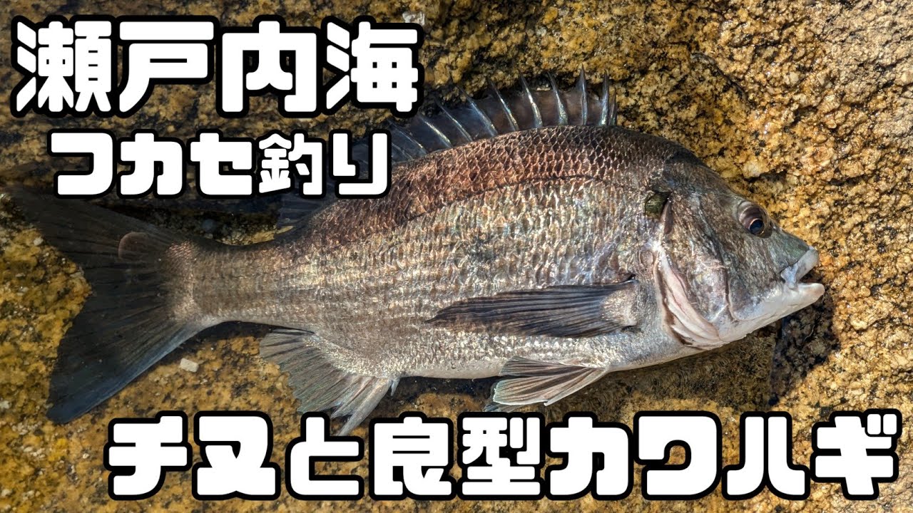 【夕マズメ】3時間でチヌと良型○○○○！瀬戸内海の地磯でフカセ釣り【チヌ/キビレチヌ/ウキ釣り/呉/クロダイ/広島】