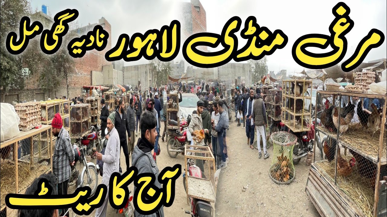 Ande Wali Murgi Price Today | Sunday Bazar Nadia Ghee Mill Lahore | Hen Rate Update