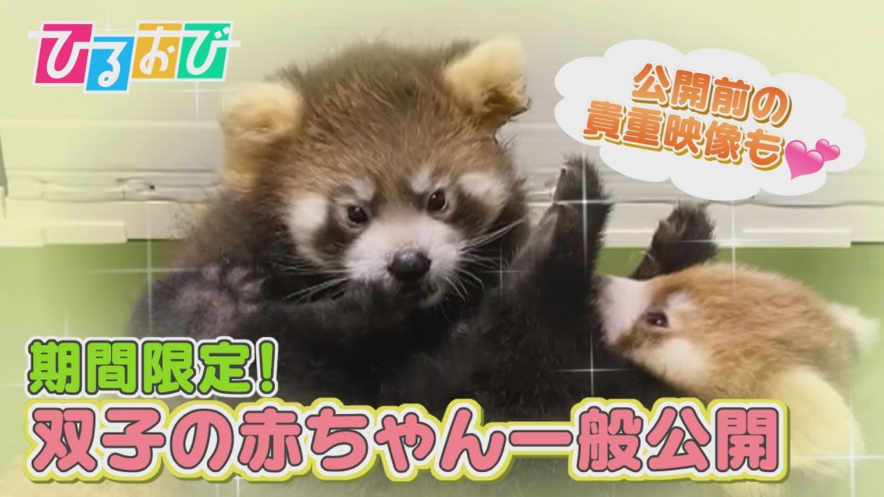 【ひるおび】今しか見られない！横浜・八景島シーパラダイス　レッサーパンダの人工哺育を一般公開