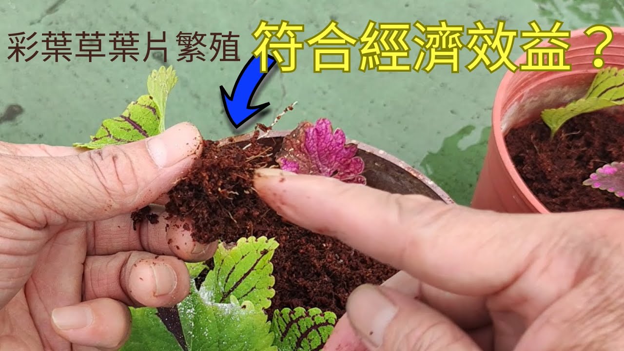 實驗系列-- 彩葉草能否用葉子繁殖？符合經濟效益？